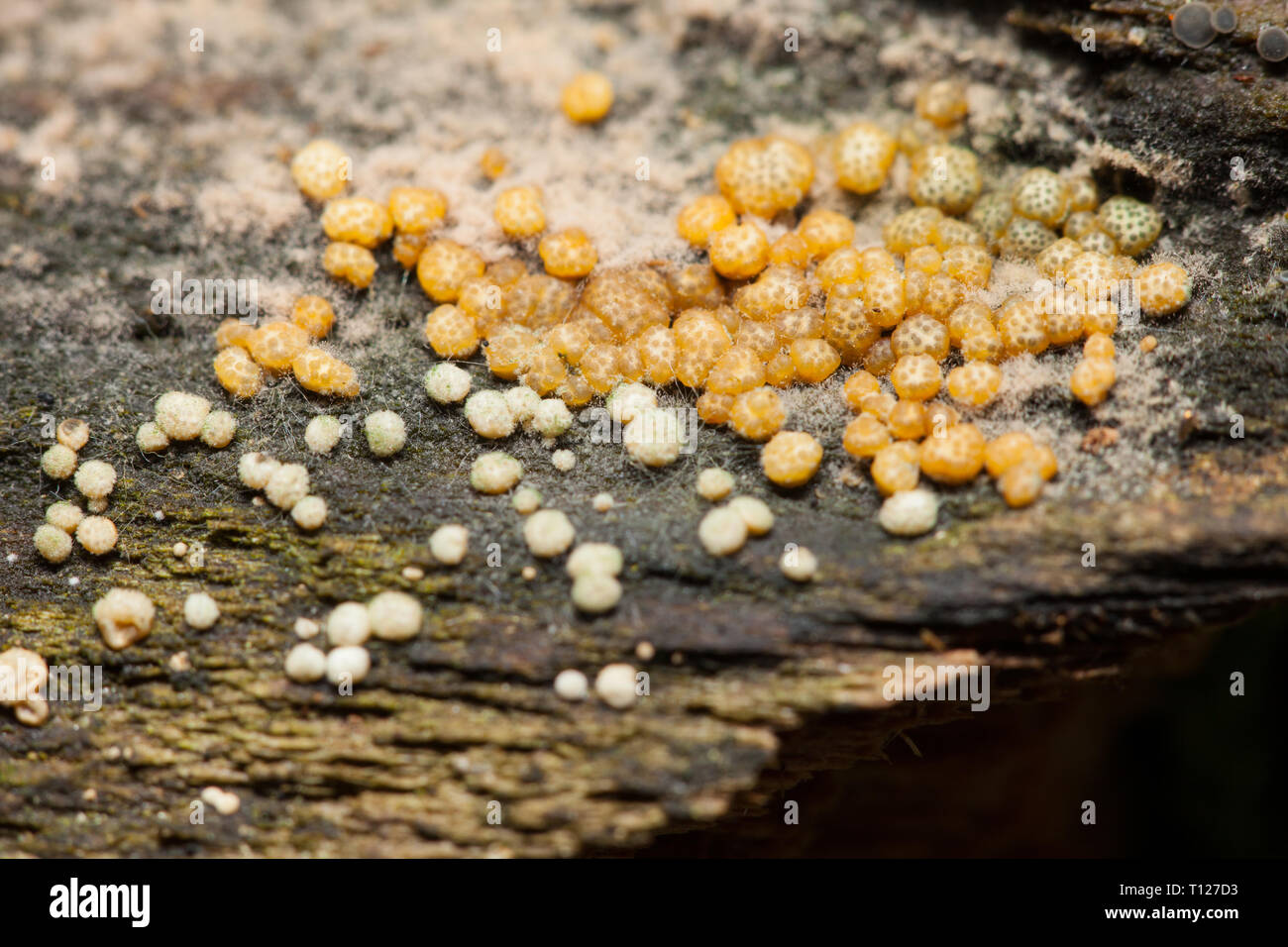 Green spored fungi Stock Photo