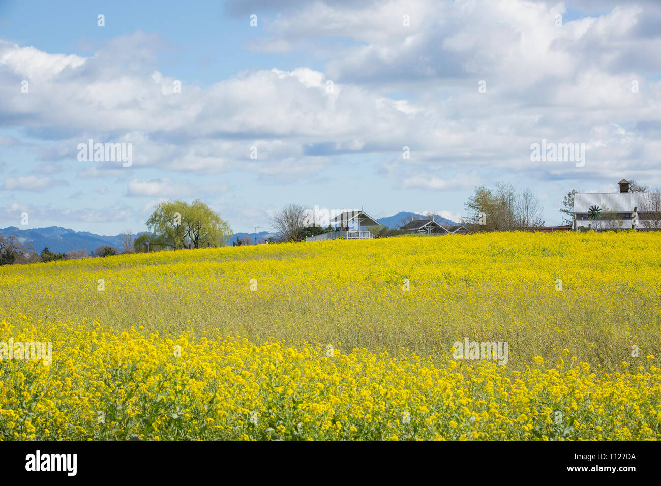 Field of yellow mustard plant in bloom after spring rains at Laguna de Santa Rosa, Santa Rosa, California Stock Photo