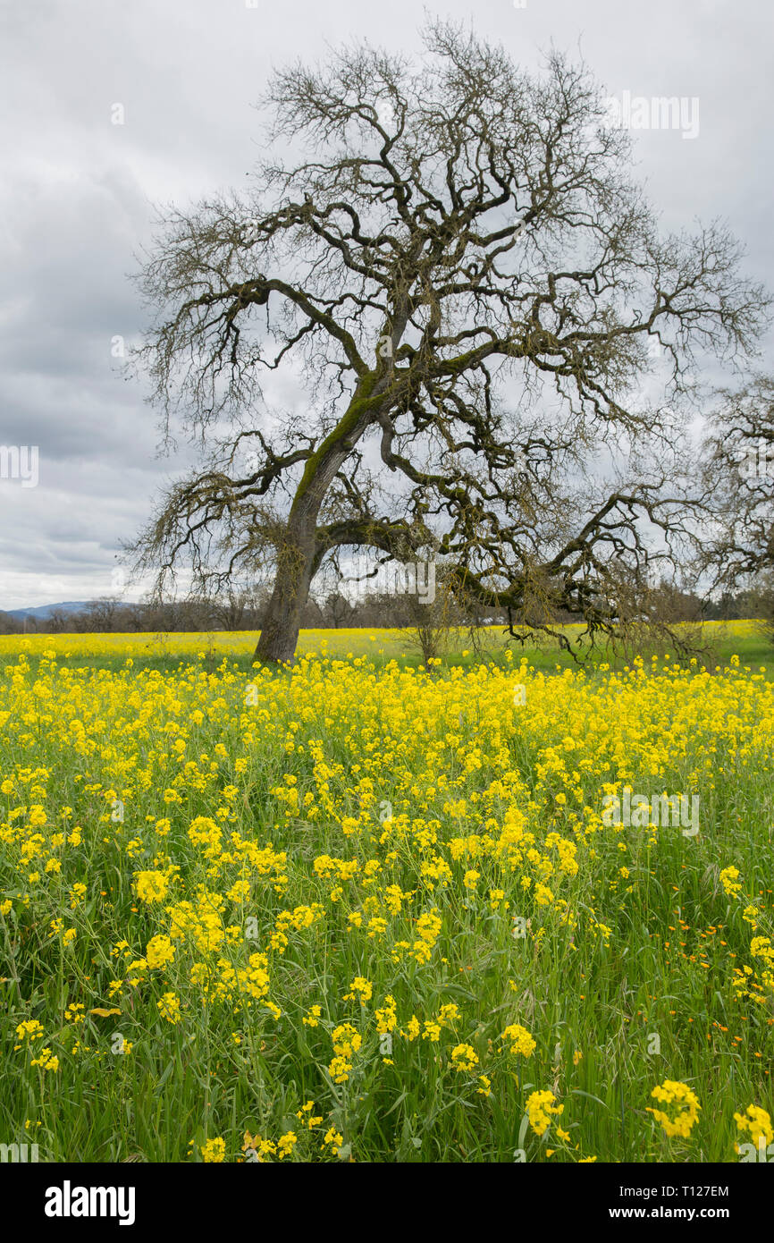 California oak tree in mustard hires stock photography and images Alamy