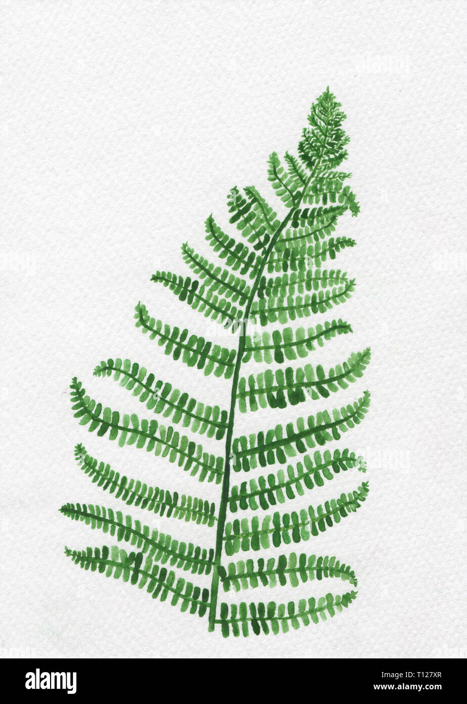 painting of fern leaft water color paint for postcard on whit drawing paper background. Stock Photo