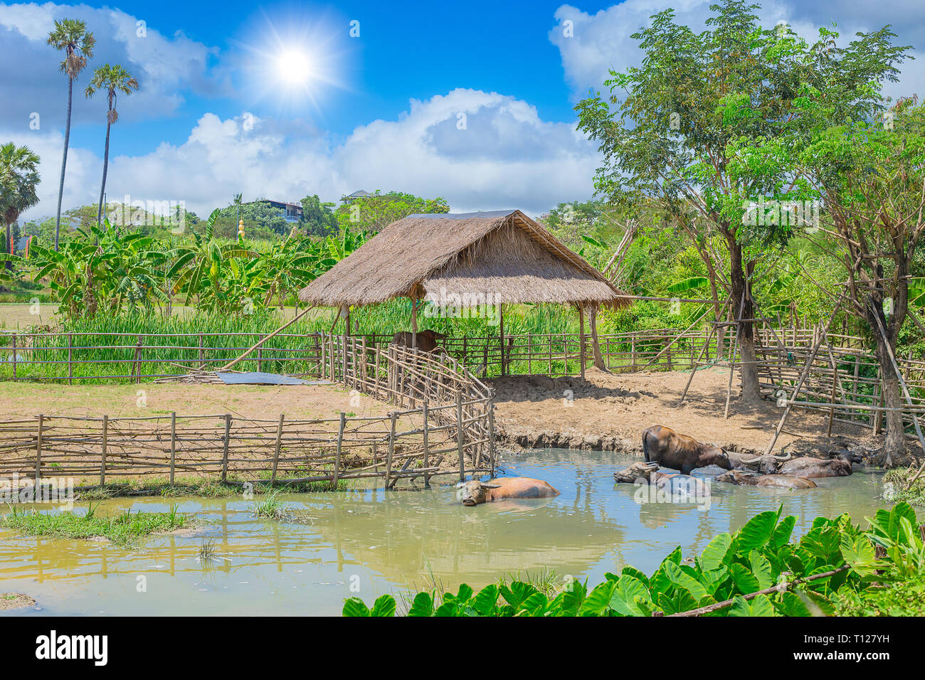 buffalo cottage with water mud pond asian rural countryside view outdoor. Stock Photo