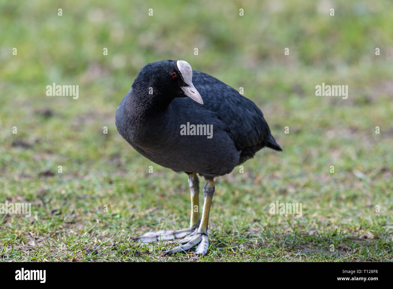 Eurasian coot (Fulica atra) Stock Photo