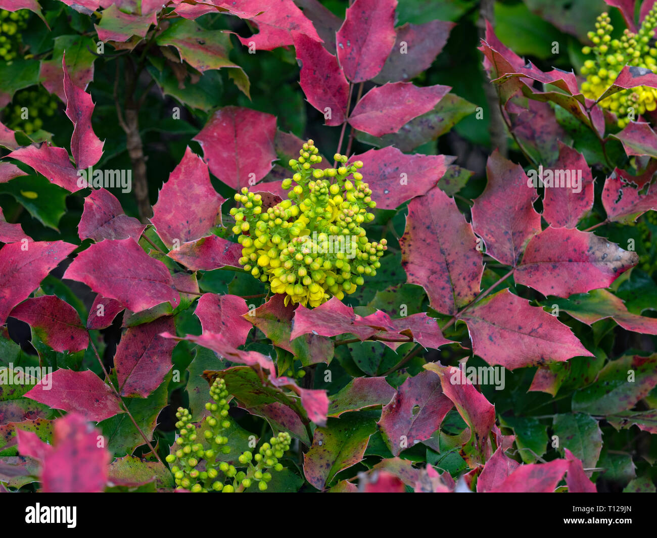 Mahonia aquifolium 'Moseri'      March Stock Photo