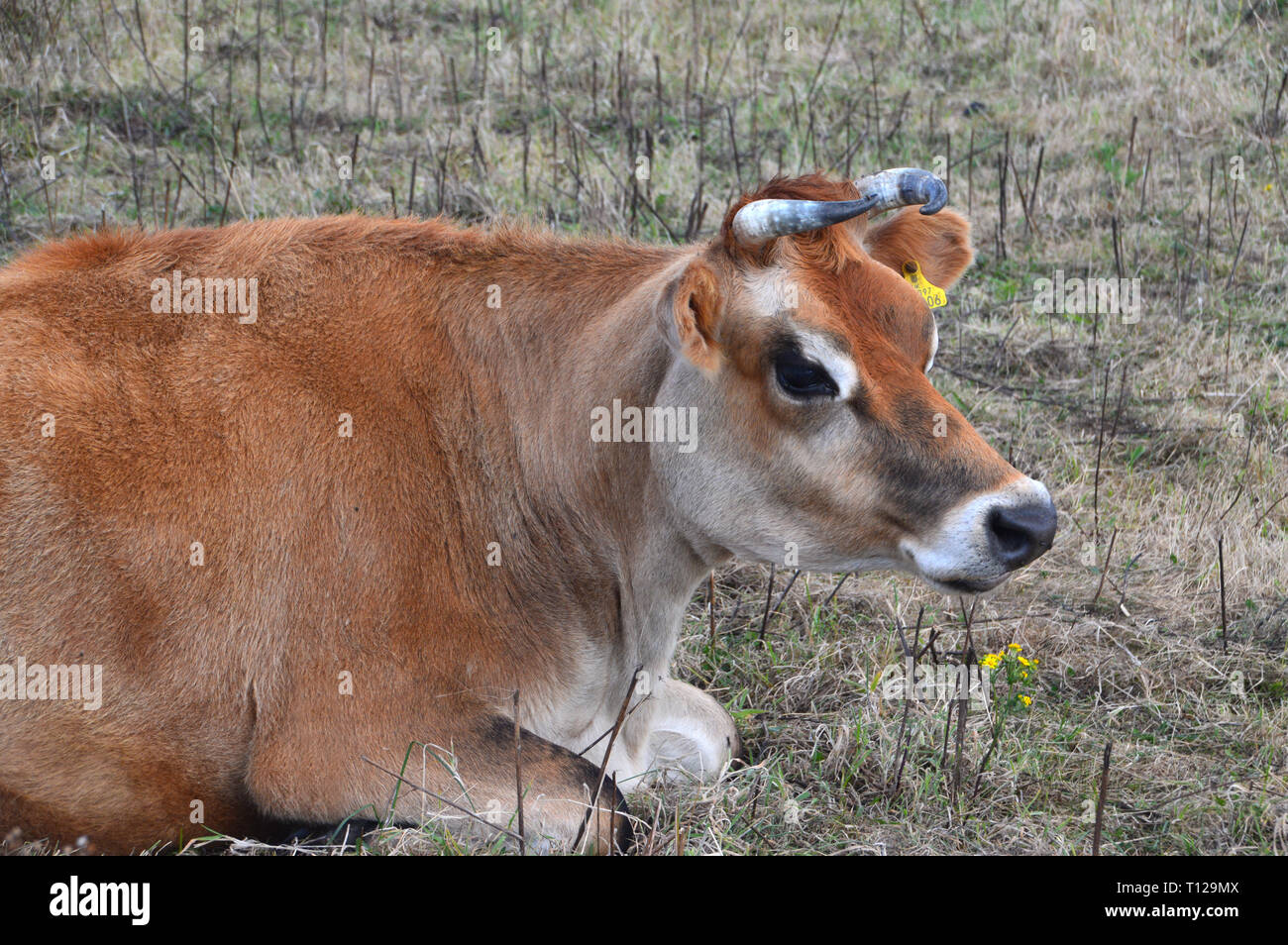 Jersey cows horns hires stock photography and images Alamy