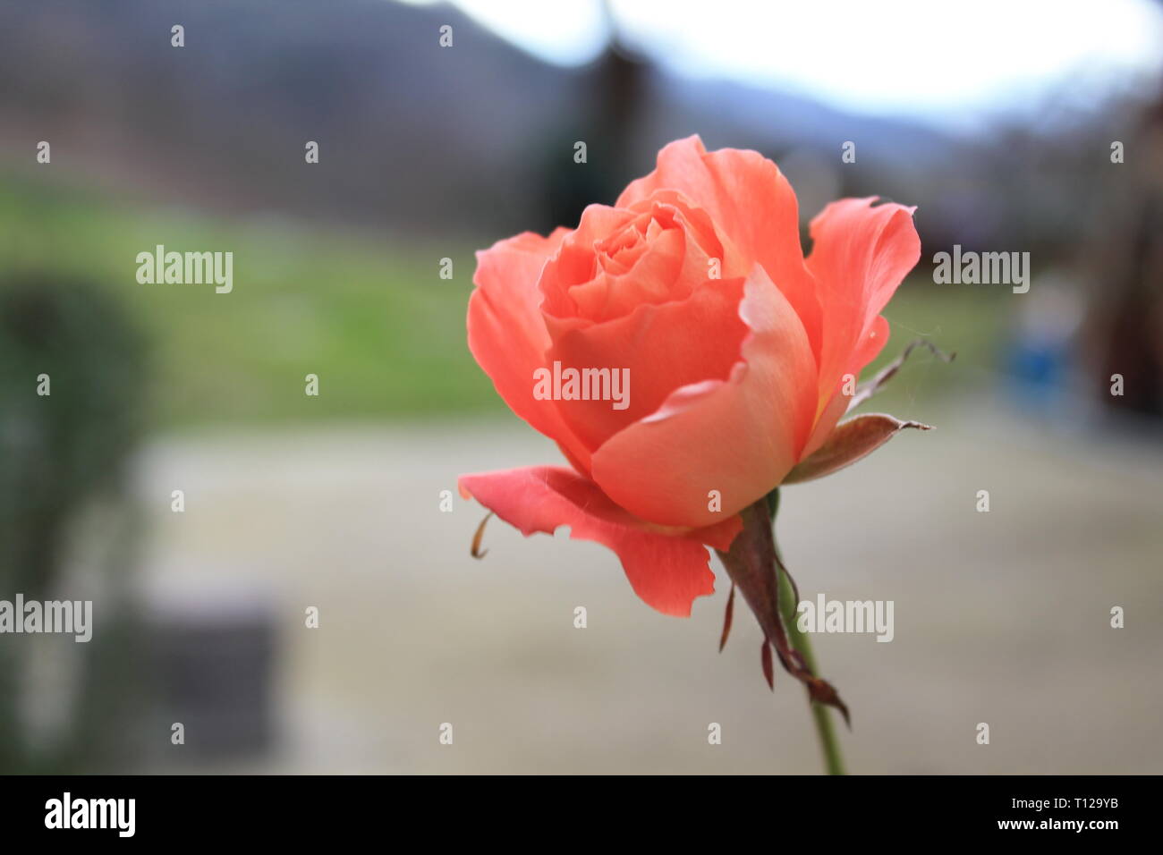 Spring Grey Background Spring rose in grey background Stock Photo - Alamy