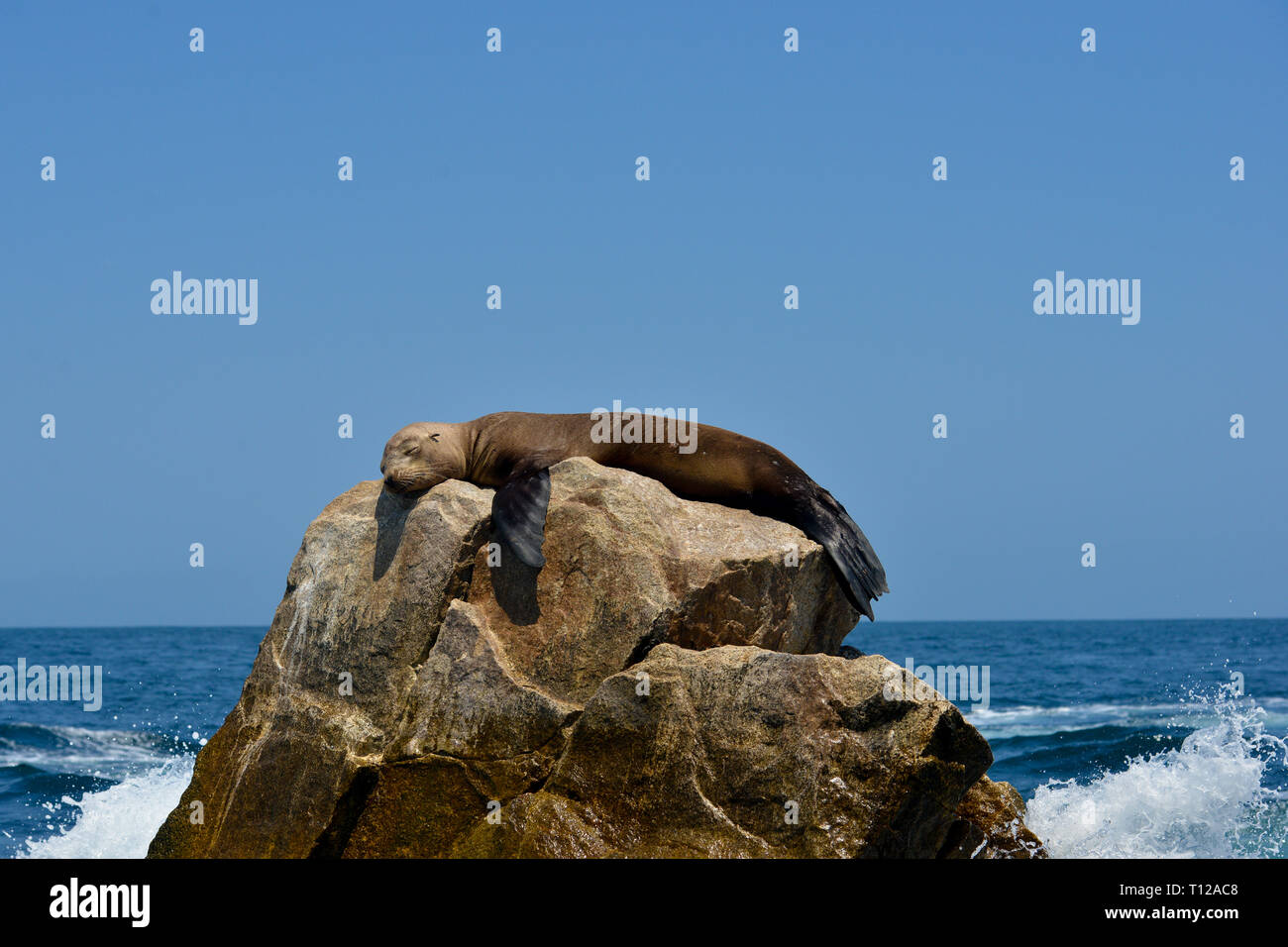 Seal sleeping on a rock in the middle of the ocean with waves crashing