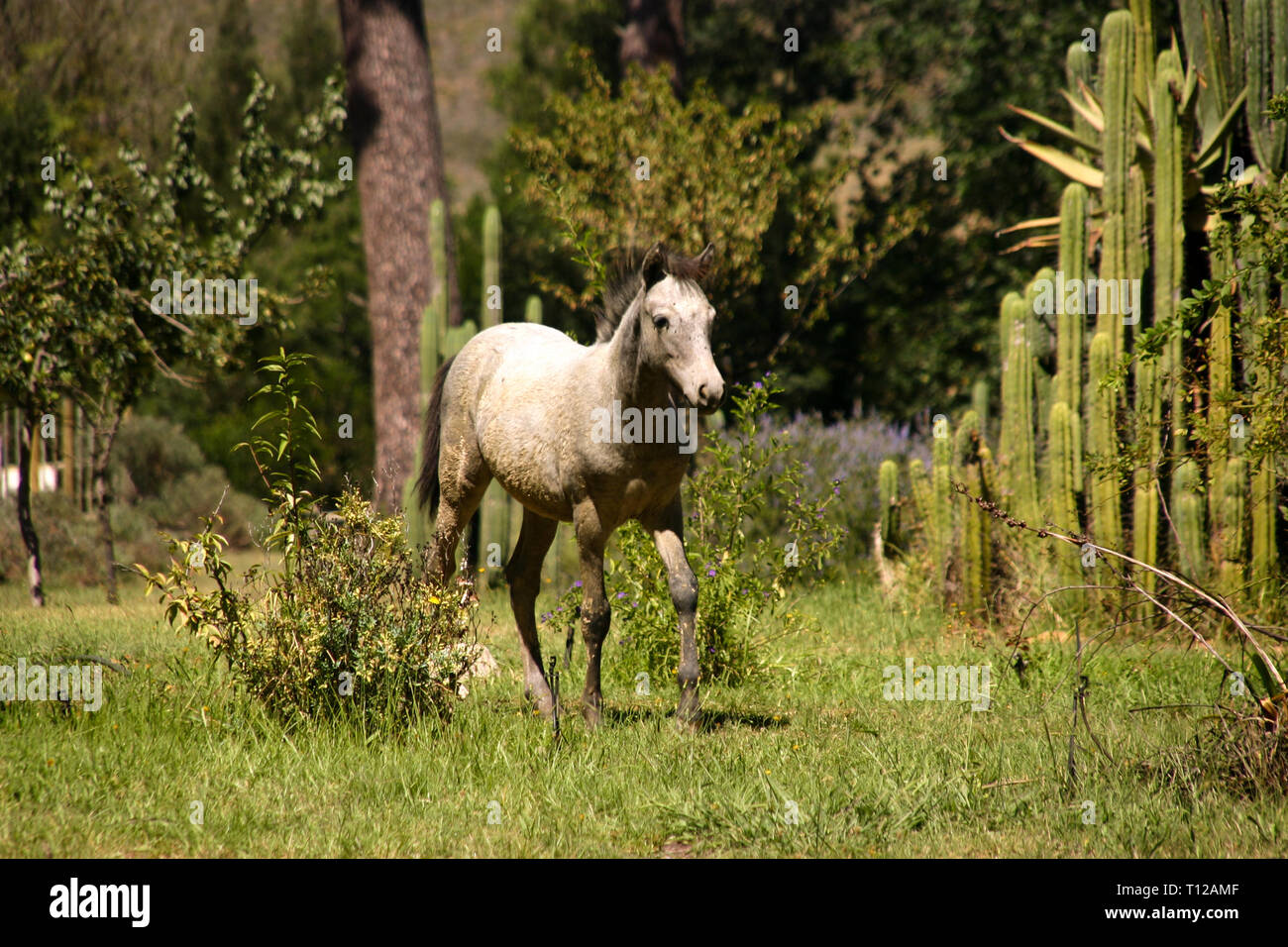 Young horse adventuring in the bushes Stock Photo