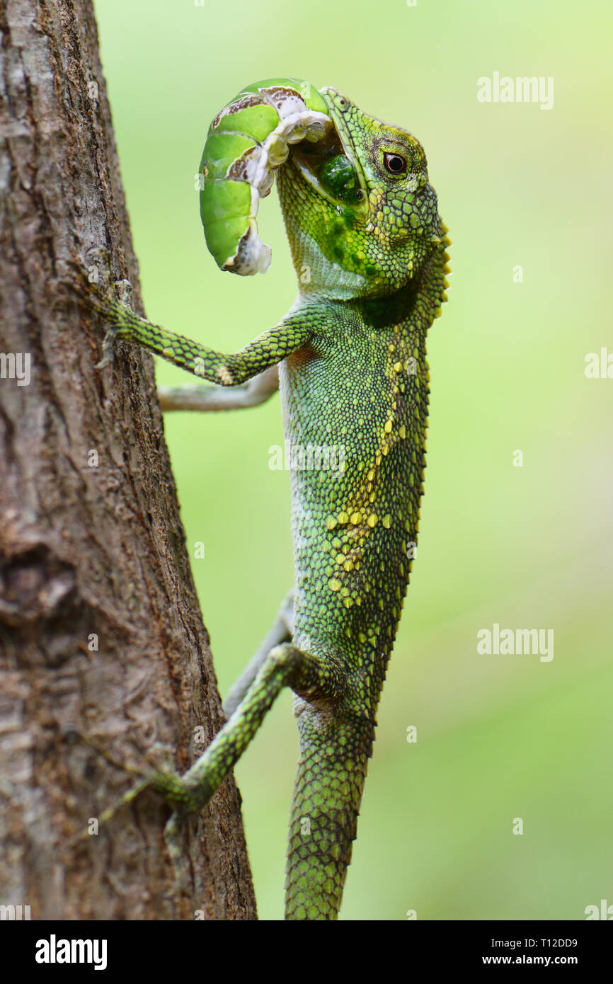 Okinawa Tree Lizard (Diploderma polygonatum) eating a papilionid caterpillar Stock Photo