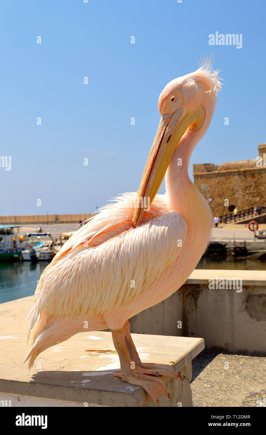 A Pink pelican is a regular visitor to Paphos Harbour in Cyprus Stock Photo
