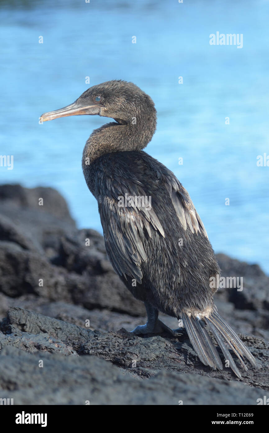 Flightless Cormorant (Phalacrocorax harrisi) on Isabella Island Stock Photo