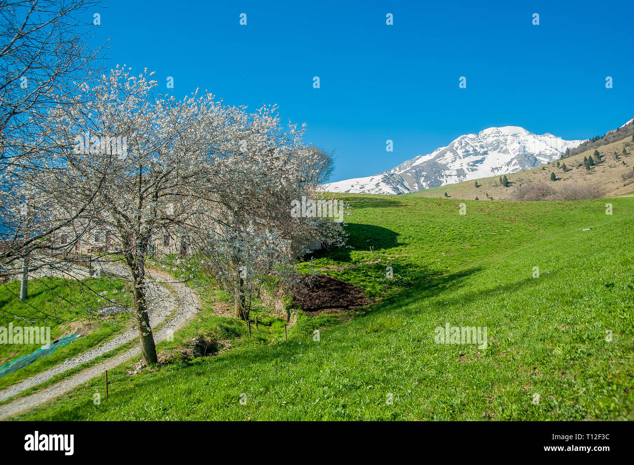 Tree field oak spring hi-res stock photography and images - Alamy