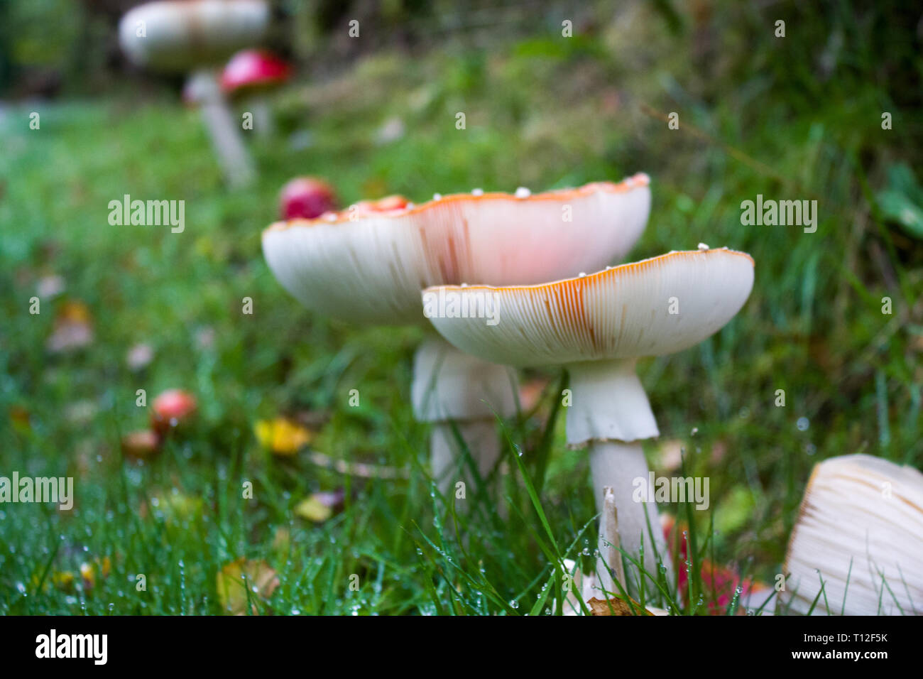 Mushroom Hidden Within The Welsh Forests Of Snowdonia Stock Photo