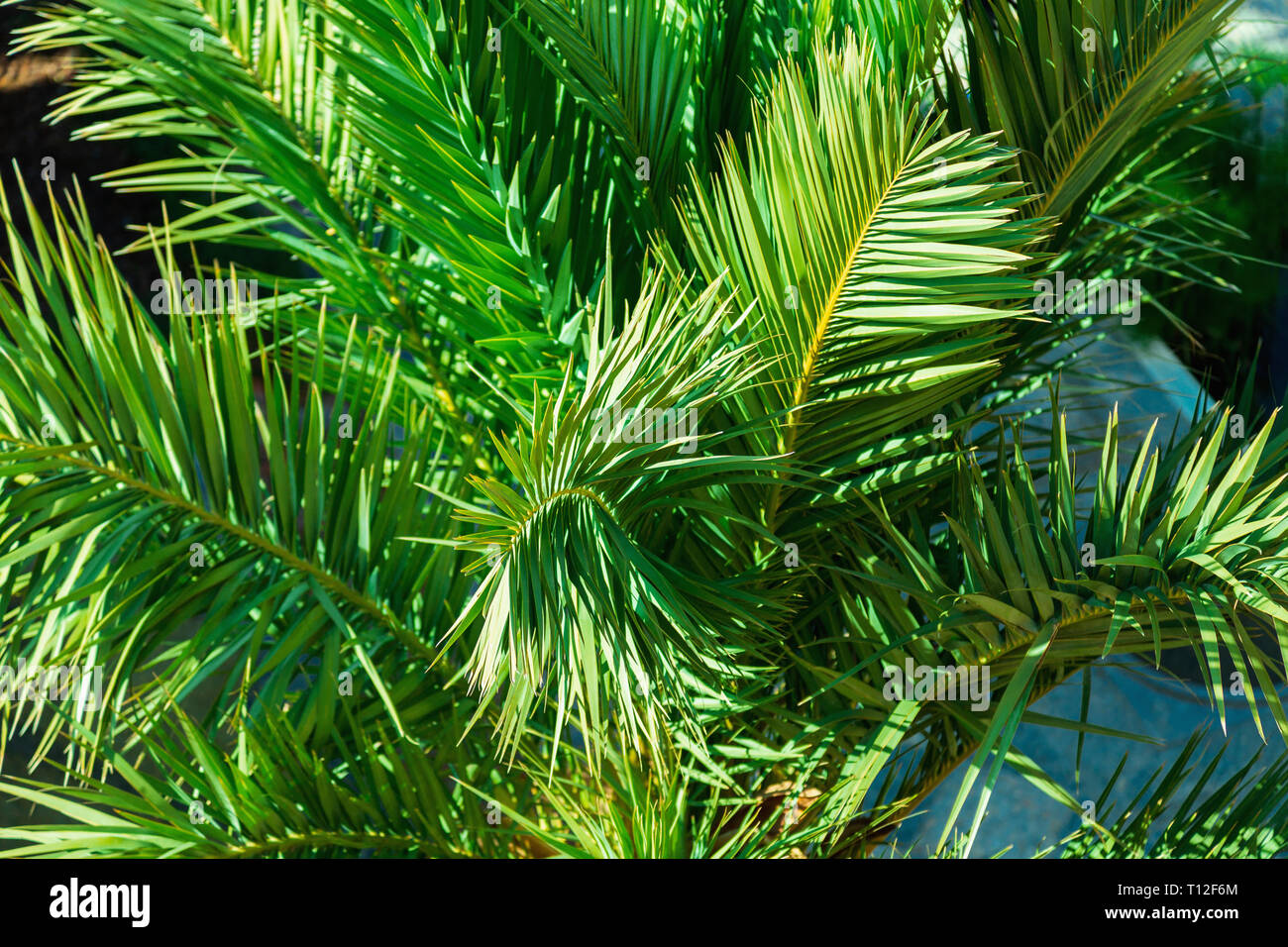 green branches of palm trees closeup, natural background Stock Photo