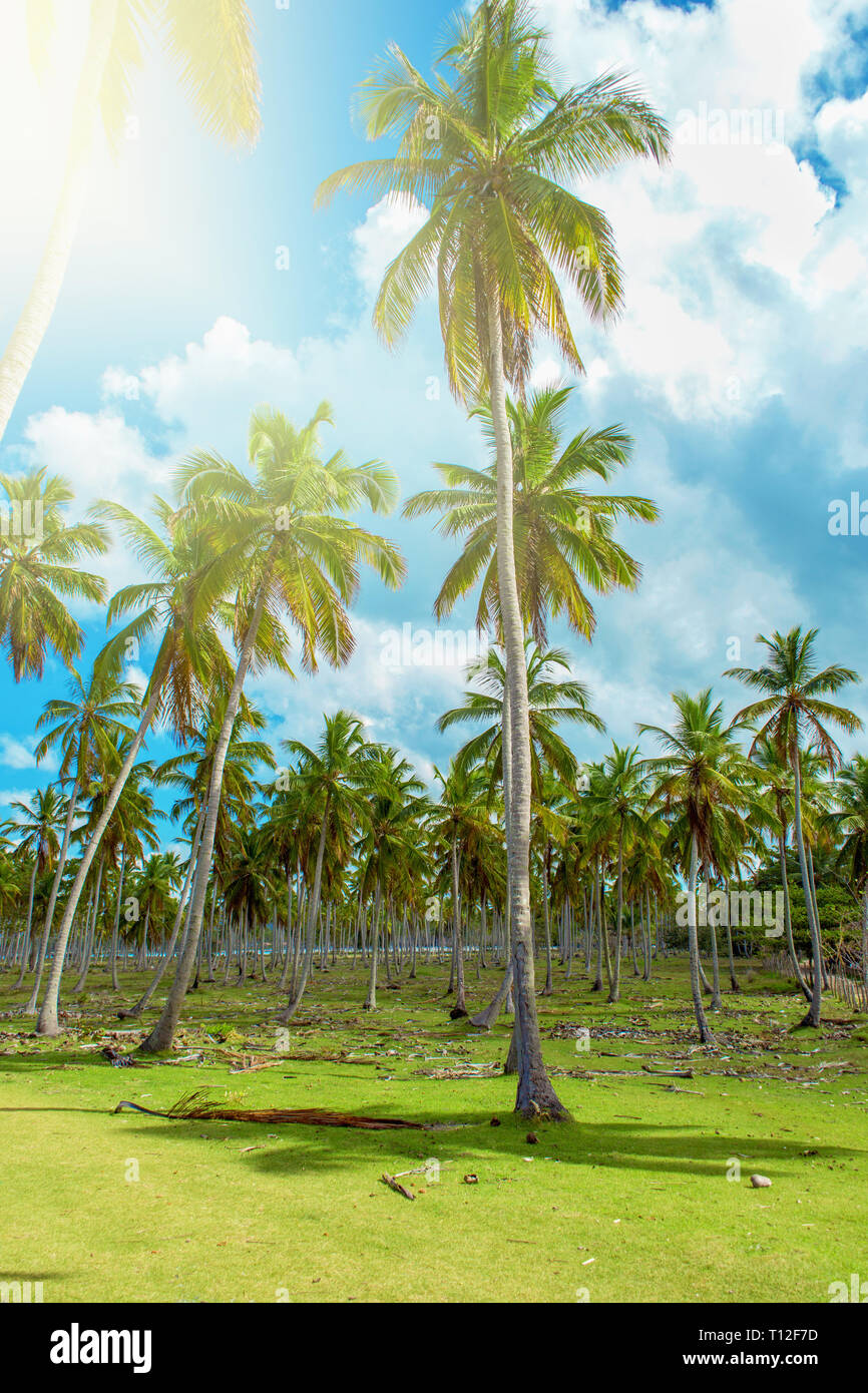 High palm trees green hi-res stock photography and images - Alamy