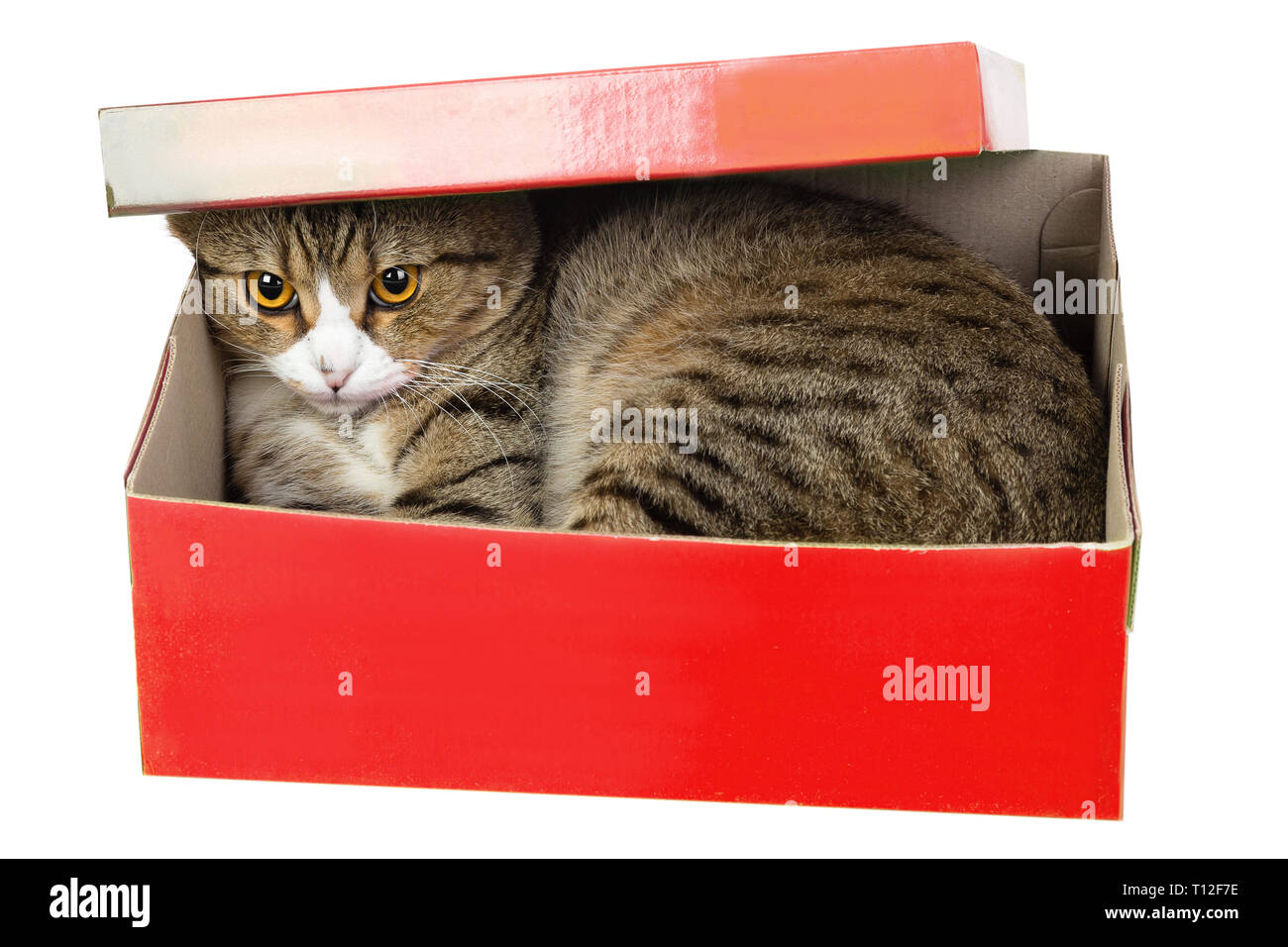 cat surprise box