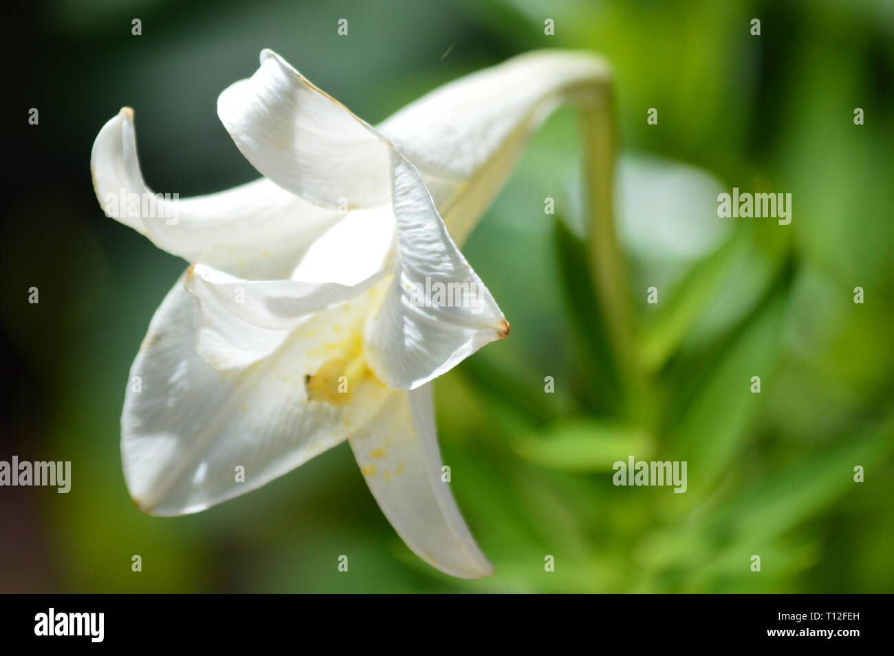 A romantic sad flower at sunlight Stock Photo Alamy