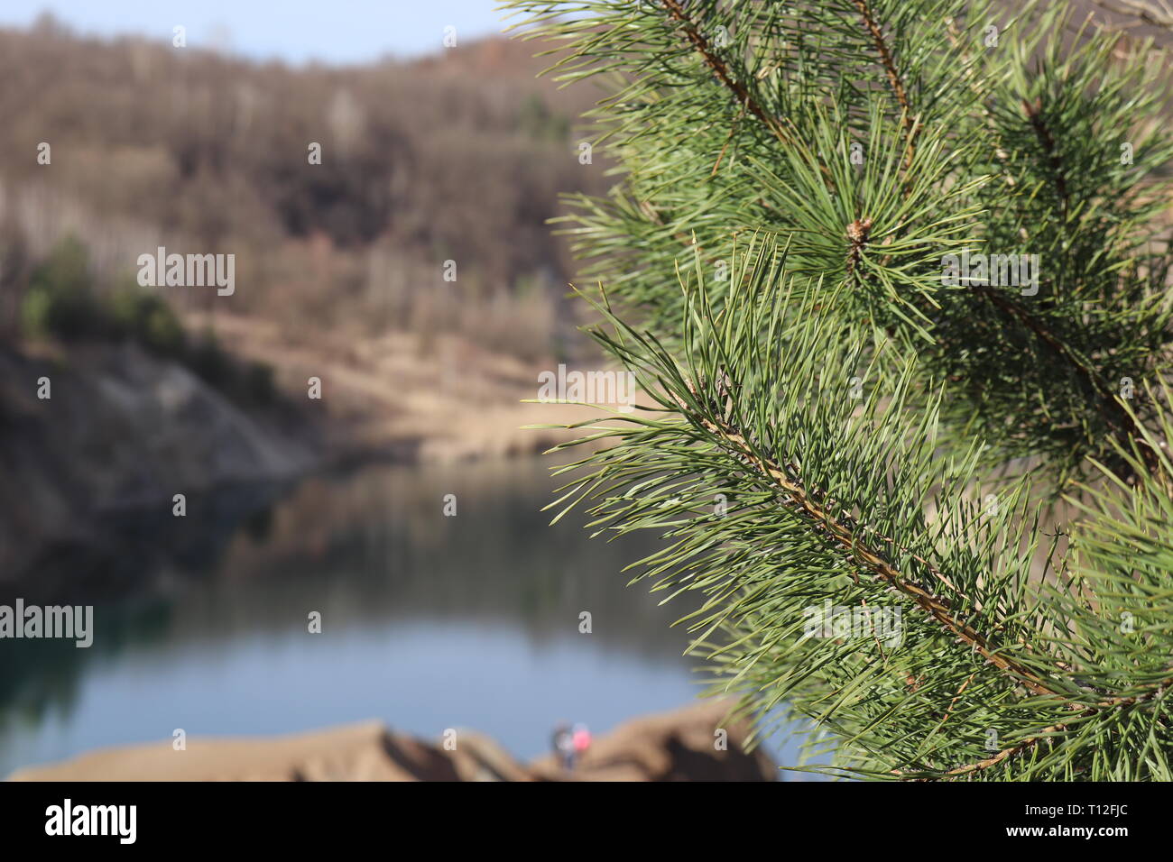 Pine tree in front, lake and rocks in background. Stock Photo