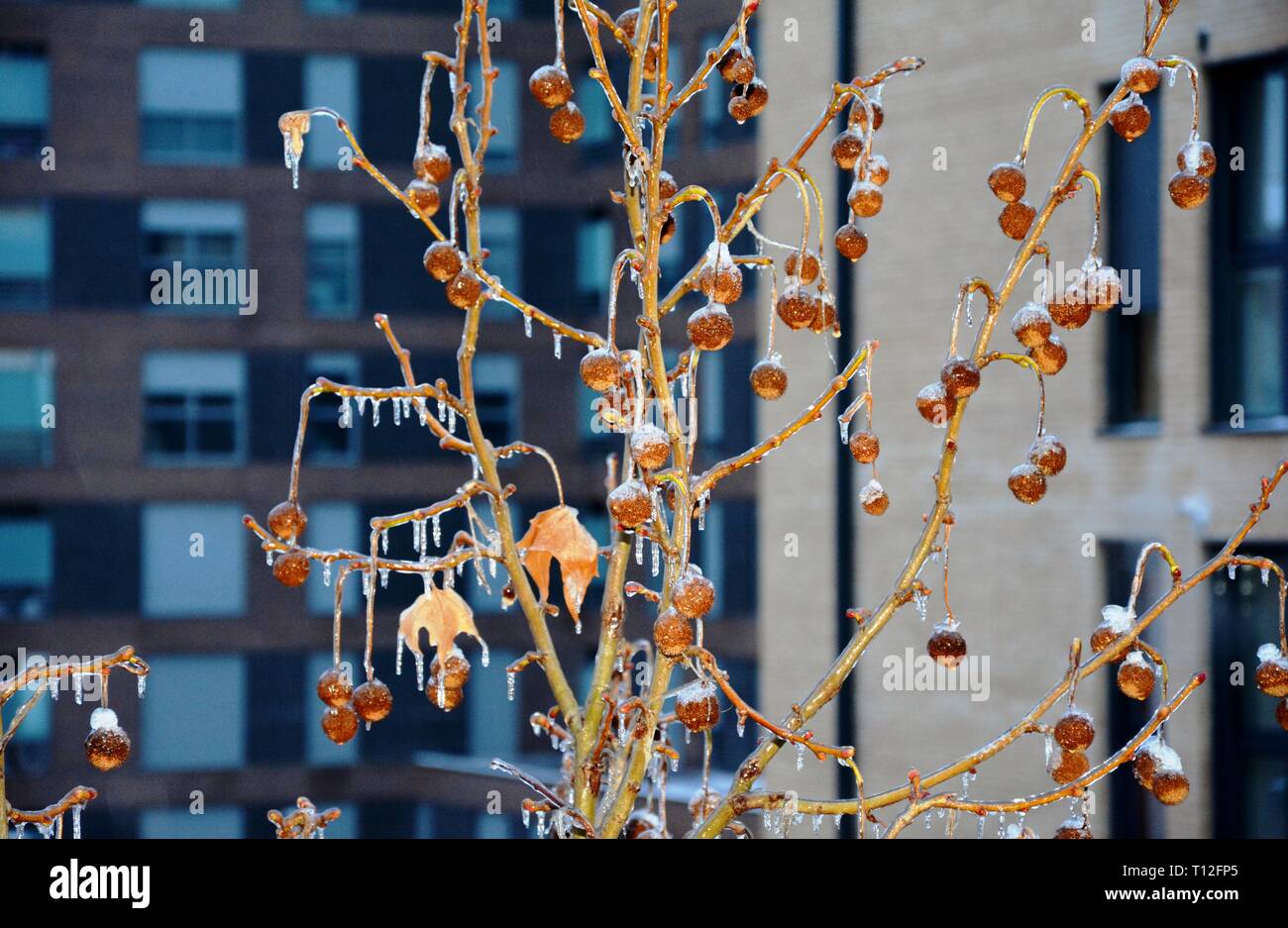 Frozen branch tree outside hi-res stock photography and images - Alamy