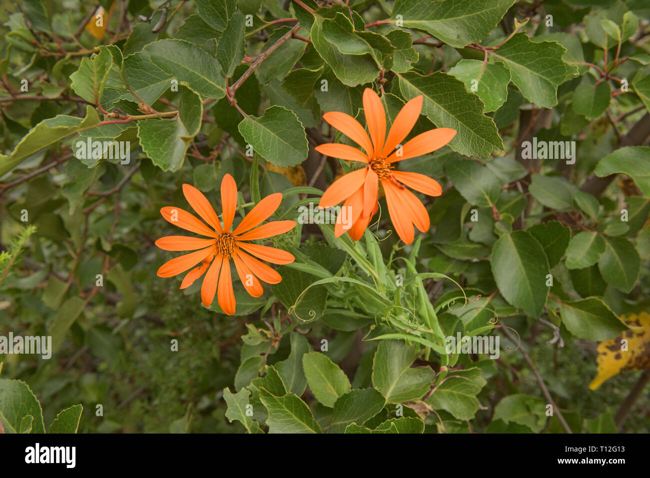 Orange mutisia growing wild, Futaleufú, Patagonia, Chile Stock Photo