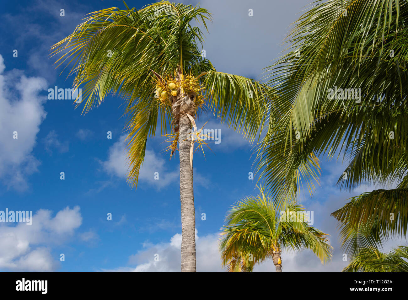 Palm trees on beach, Great Bay, Philipsburg, Sint Maarten, Saint Martin, Lesser Antilles, Caribbean Stock Photo