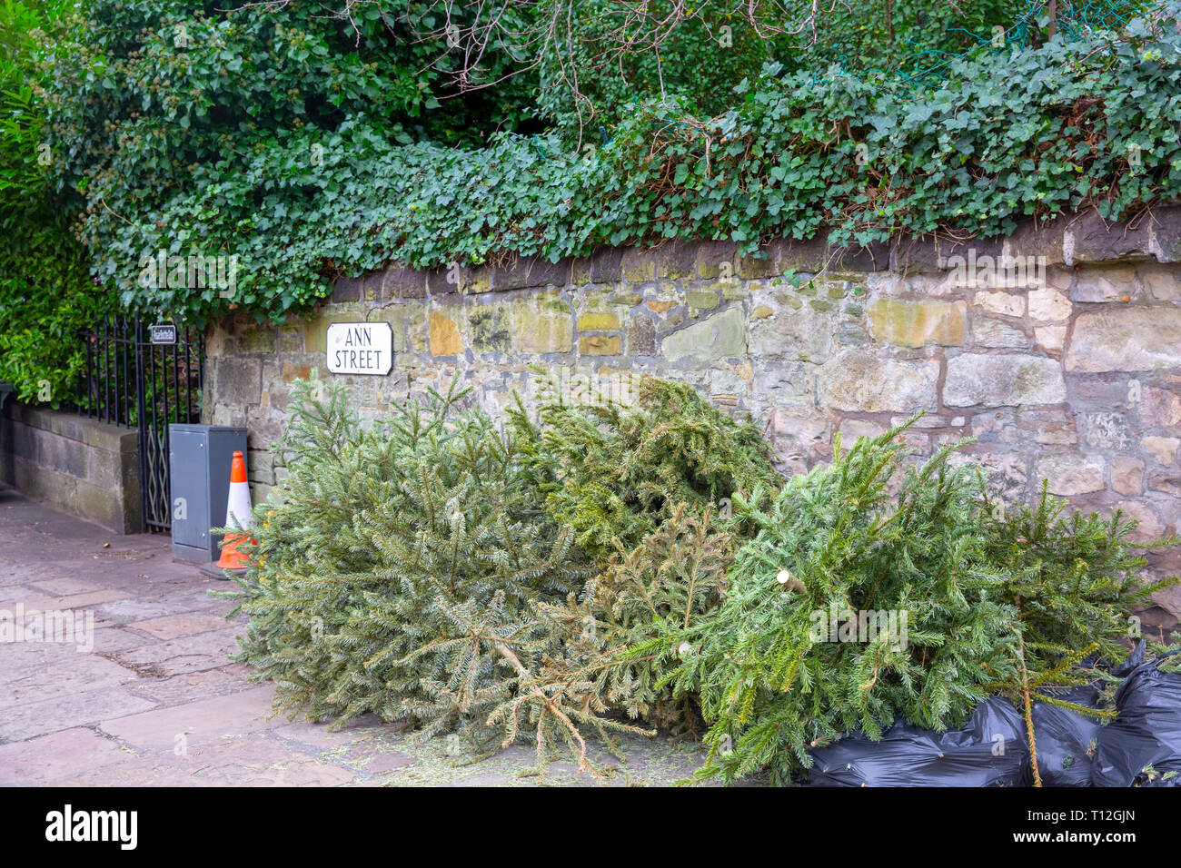 Collection of green trees hires stock photography and images Alamy