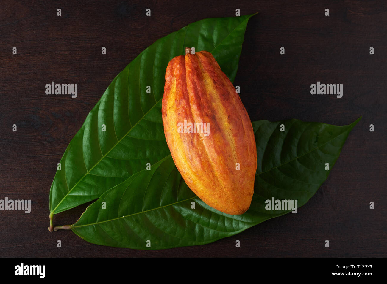 Close-up of cacao pods above top view Stock Photo