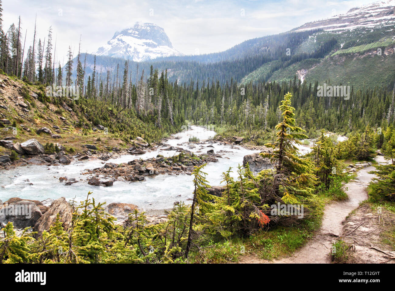 Glacier-fed waters from Takakkaw Falls flow into Kicking Horse River through Yoho National Park near Field, BC, with Wapta Mountain in the background  Stock Photo