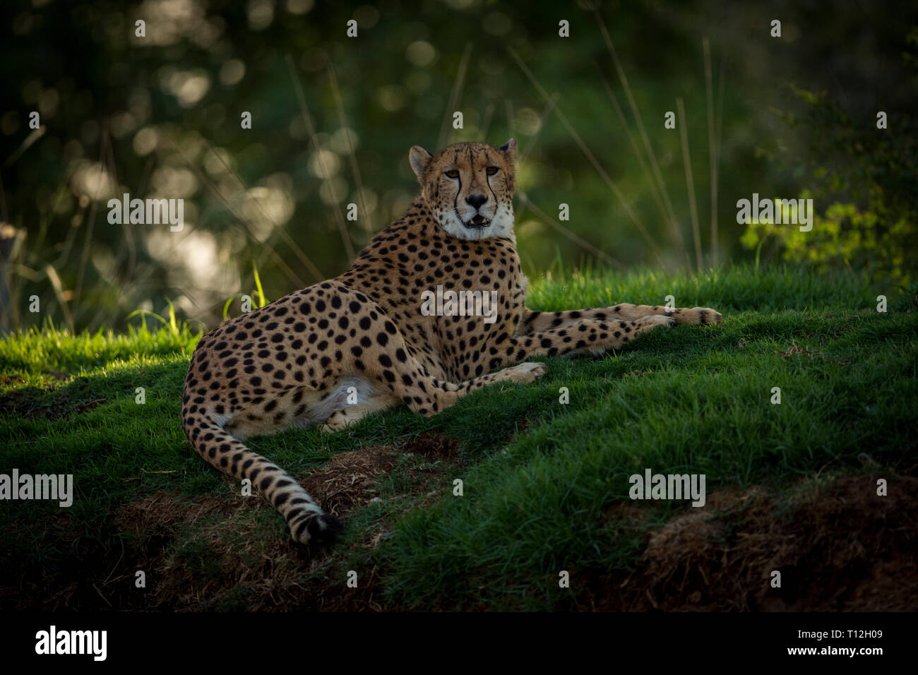 Cheetah in action at the zoo Stock Photo - Alamy