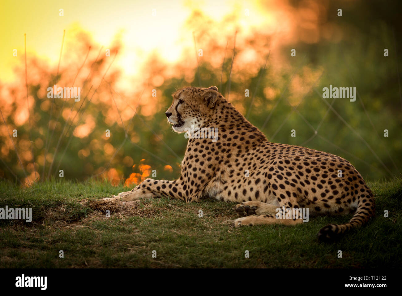Cheetah in action at the zoo Stock Photo - Alamy