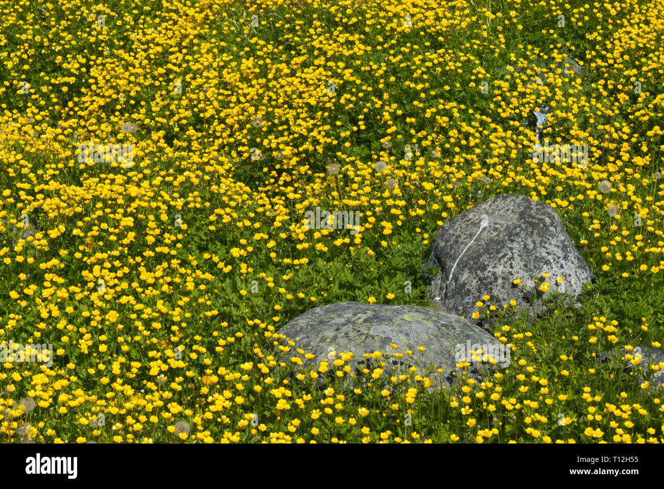 Yellow flower ground cover, Artic root (Rhodiola rosea), Nuuk, Greenland Stock Photo