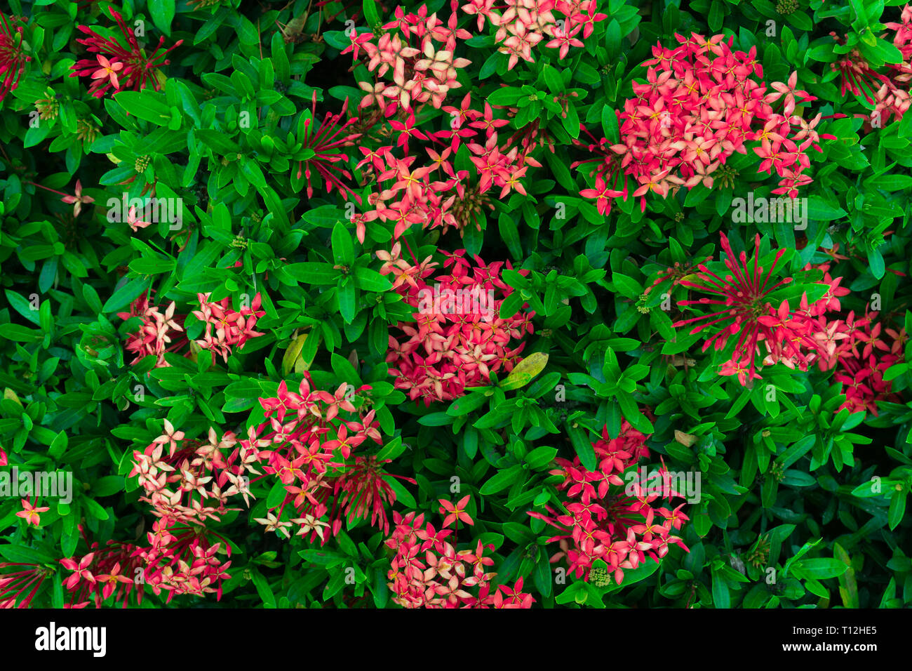 Ixora flower.Red spike flower. King Ixora blooming (Ixora chinensis). Rubiaceae flower.Ixora