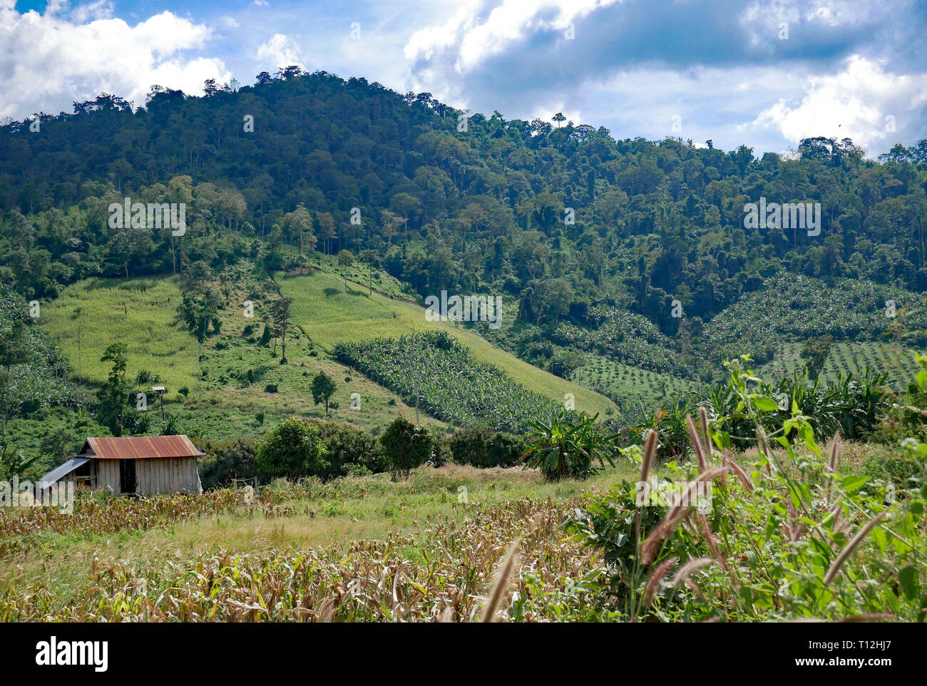 Pailin, Cambodia. A tropical forest on the side of a hill with farmland and crops on the lower slopes. Lush green vegetation and a small house. Stock Photo