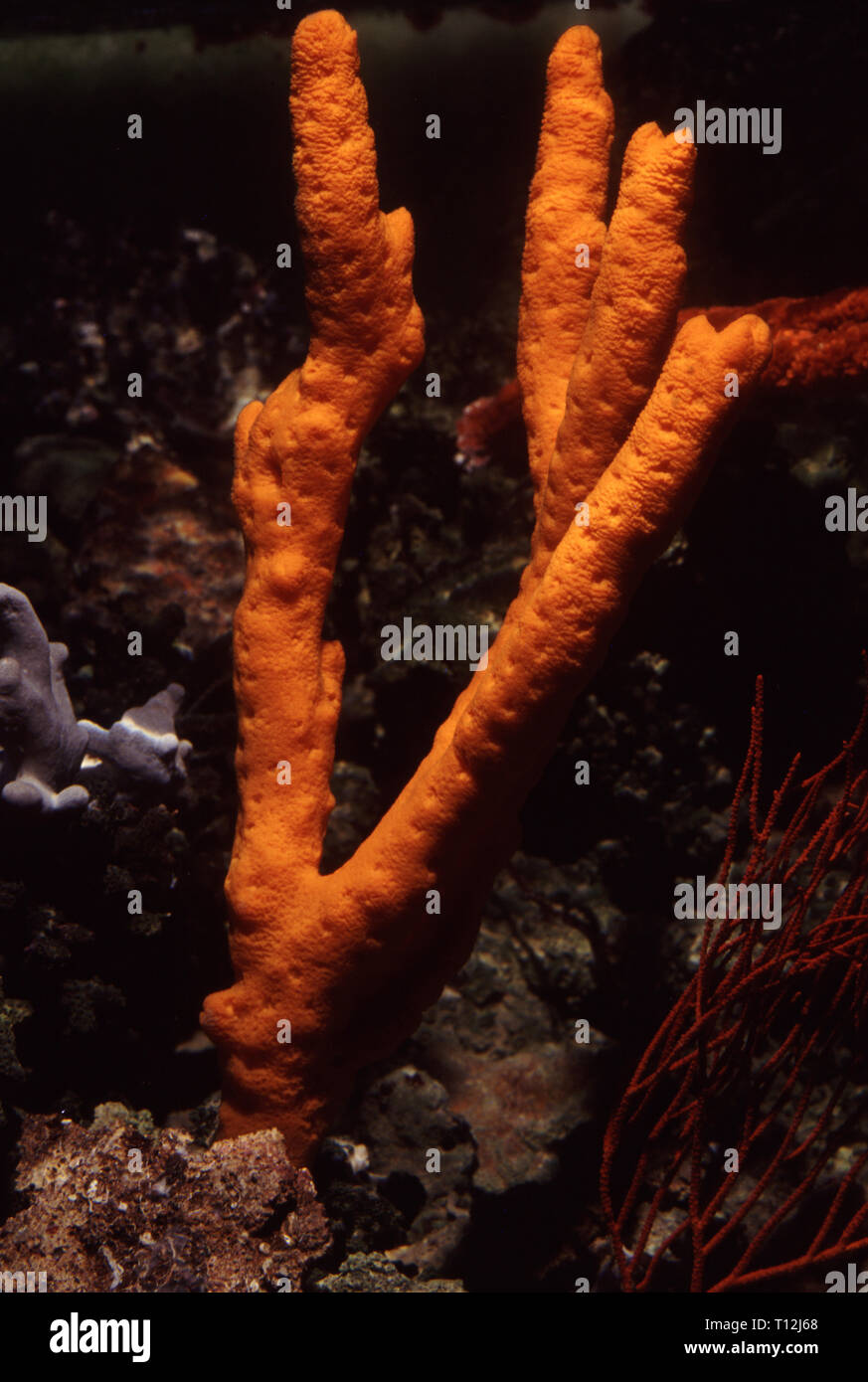 Finger sponge hires stock photography and images Alamy