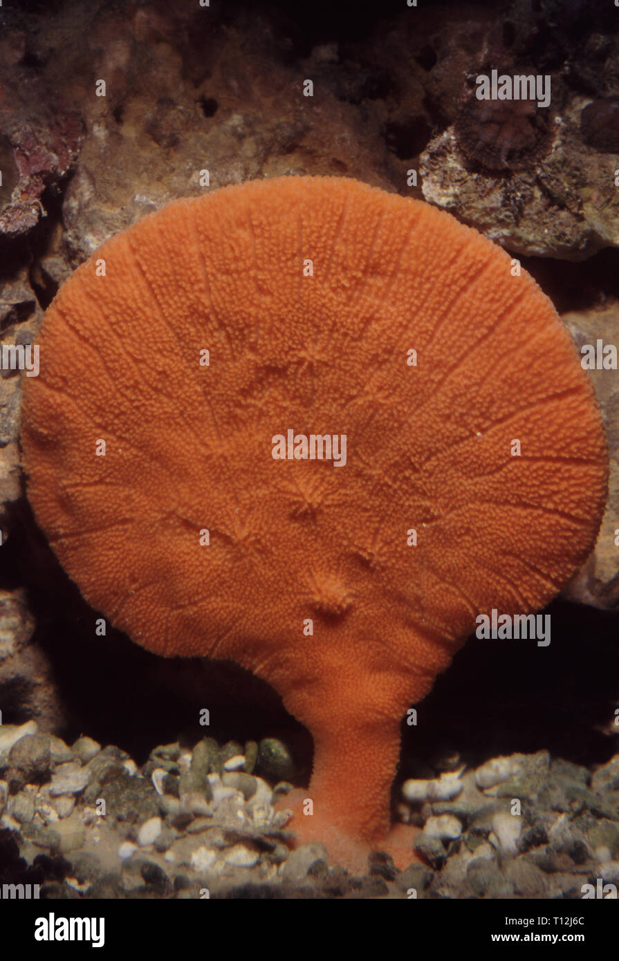 Orange elephant-ear sponge, Acanthella carteri Stock Photo