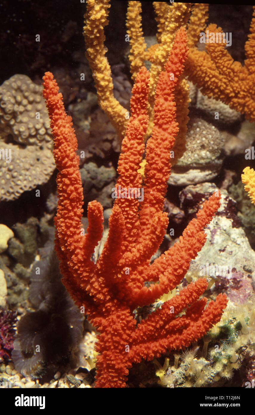 Orange treesponge (Reniochalina stalagmitis Stock Photo Alamy
