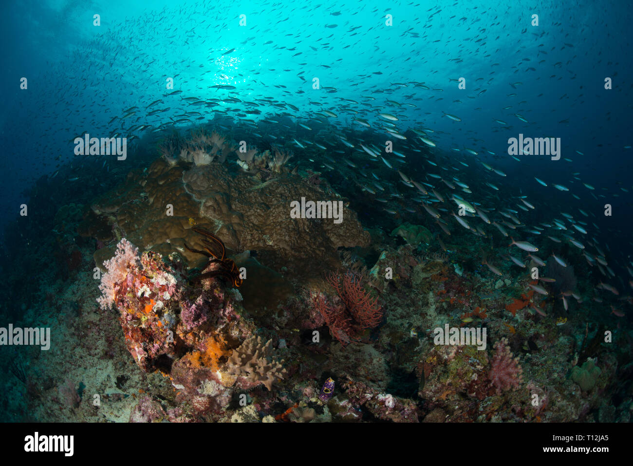 Scuba diving Raja Ampat Stock Photo Alamy