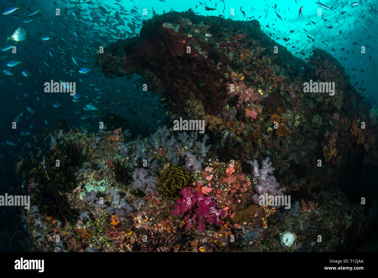 Scuba diving Raja Ampat Stock Photo Alamy