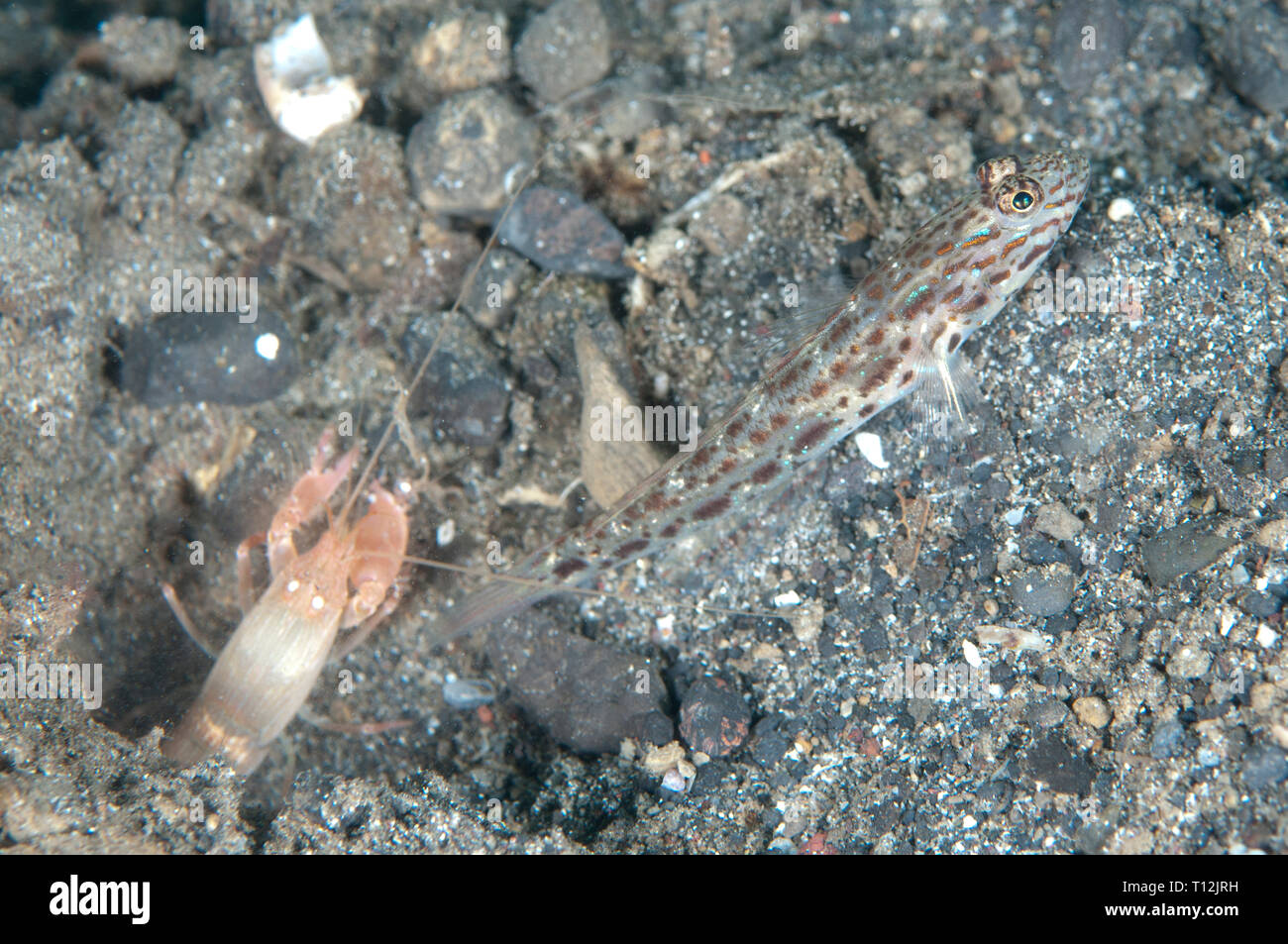 Gold-streaked Shrimpgoby, Ctenogobiops aurocingulus, with Snapping Shrimp, Alpheus sp, at hole entrance, Kareko Batu dive site, Lembeh Straits, Sulaw Stock Photo