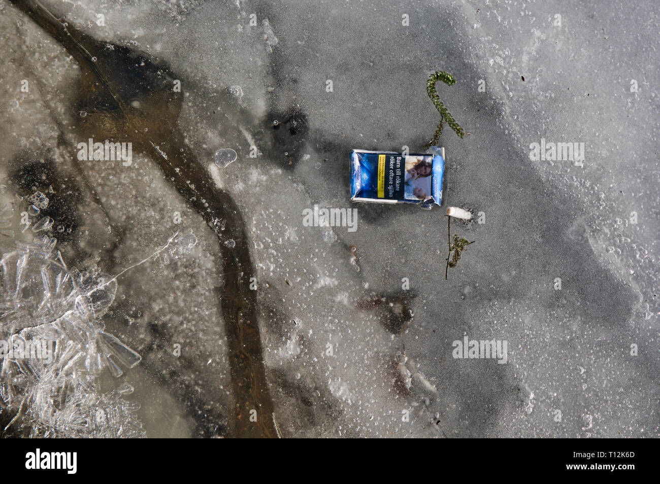 Discarded cigarette pack frozen in ice of lake, Sweden, Scandinavia Stock Photo