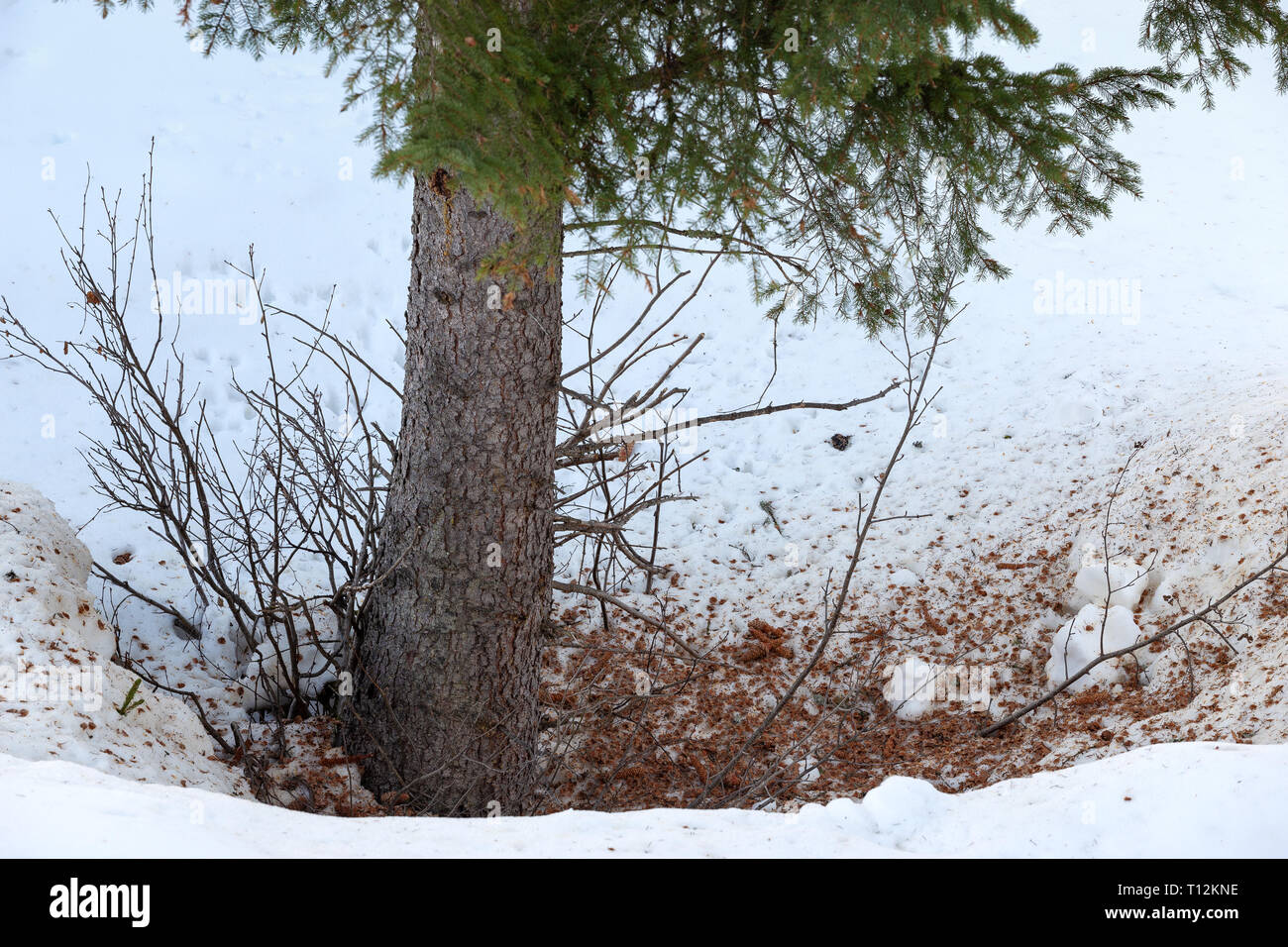 Spruce. Picea abies.  Woodland. Snow. Winter season. Stubaital. Europe. Stock Photo