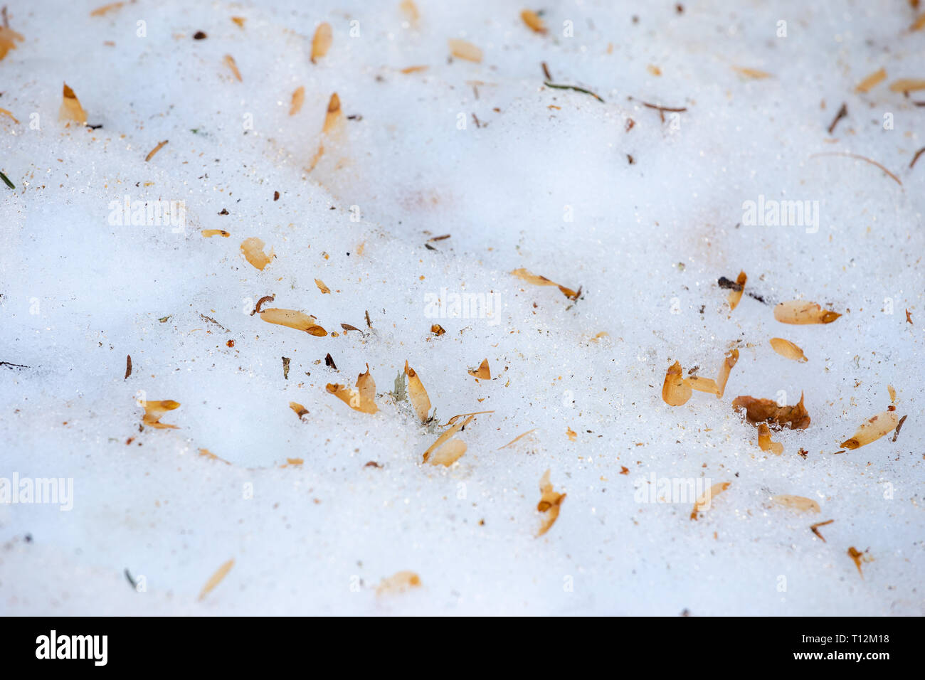 Seeds of Spruce cones on the snow. Winter season. Stubaital. Austrian Alps. Europe. Stock Photo