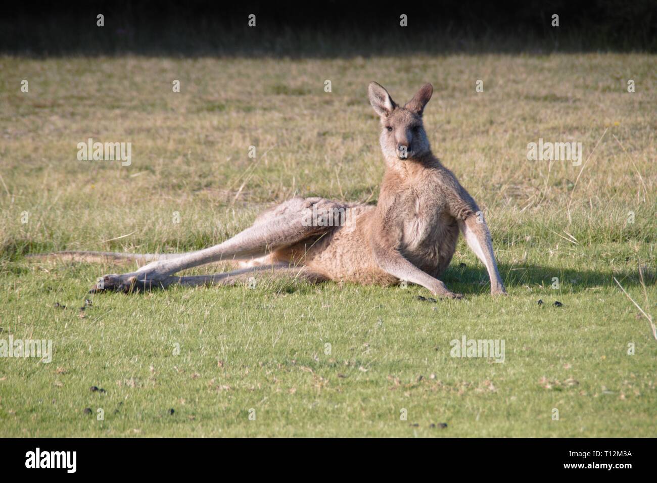 Kangaroo boss sun tanning in the Australian sun Stock Photo - Alamy