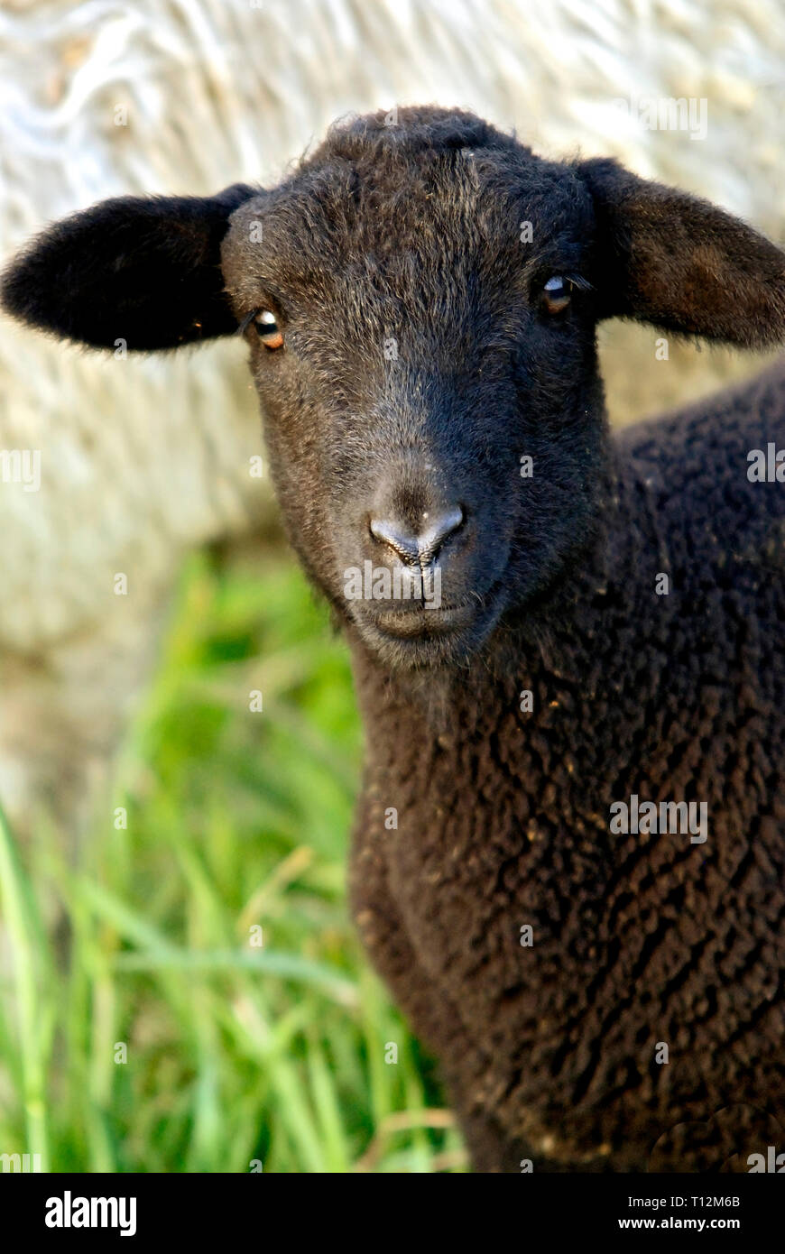 Portrait of a black sheep looking directly into the camera Stock Photo