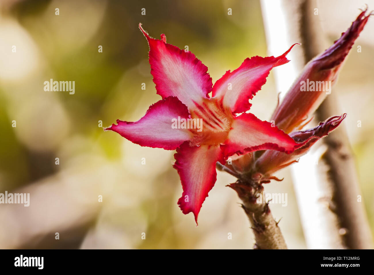 Impala Lily (Adenium multiflorum) 3 Stock Photo