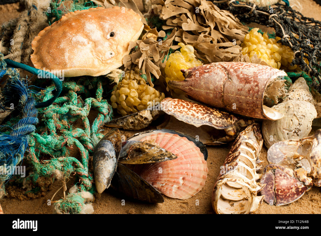 Flotsam and jetsam on a beach Stock Photo Alamy