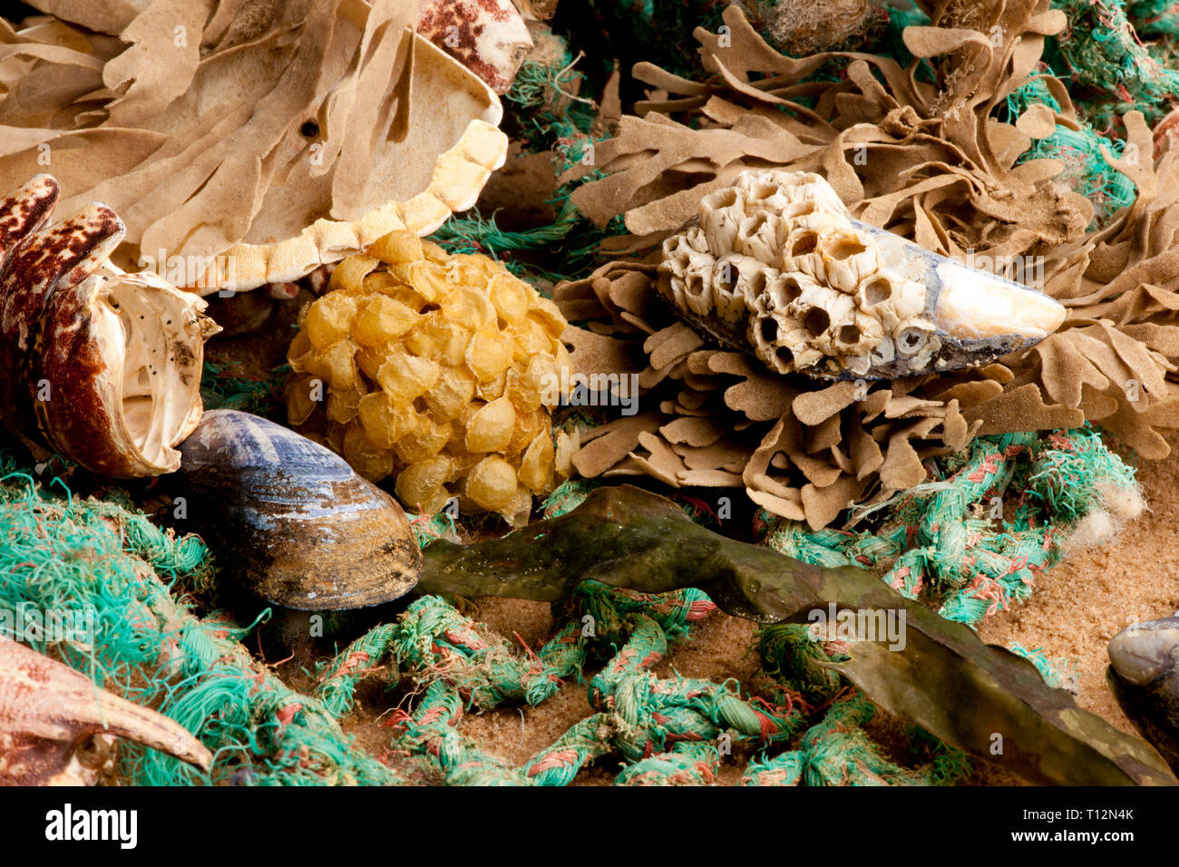 Ocean flotsam and jetsam hires stock photography and images Alamy
