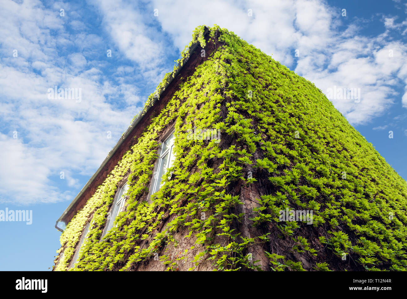 Amazing natural texture of green ivy on the house. Art background with copy space. Picture from organic material. Beauty of earth. Stock Photo
