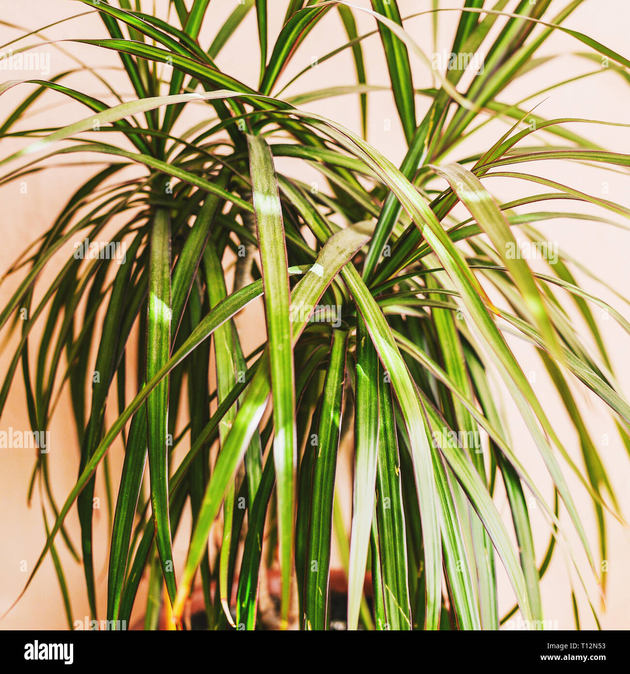 Long green leaves against a pink wall. Houseplant, dracaena. Interior design Stock Photo
