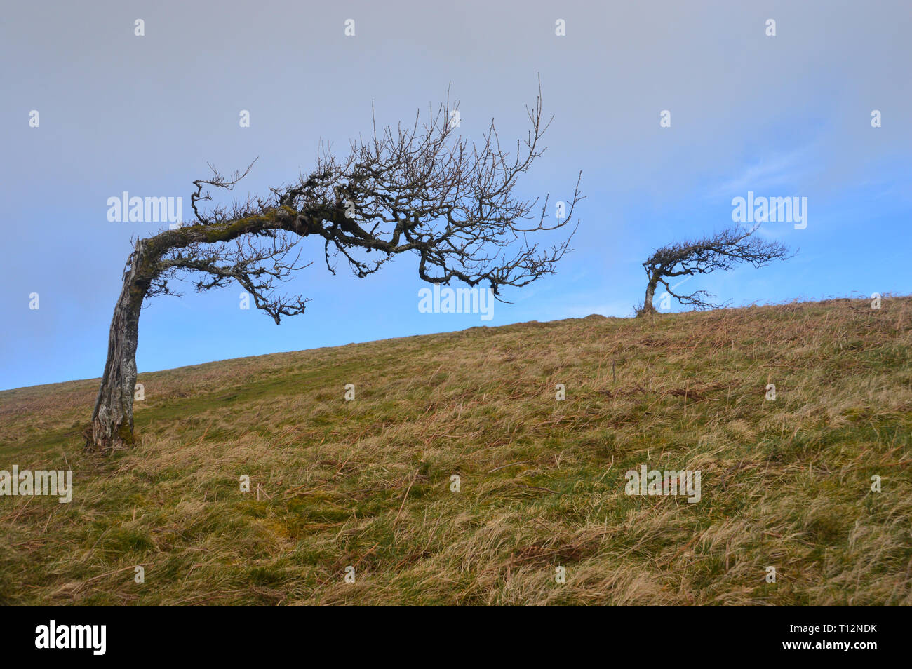 Trees Bent Over by the Prevailing Winds near the Summit of the Wainwright Great Mell Fell in the