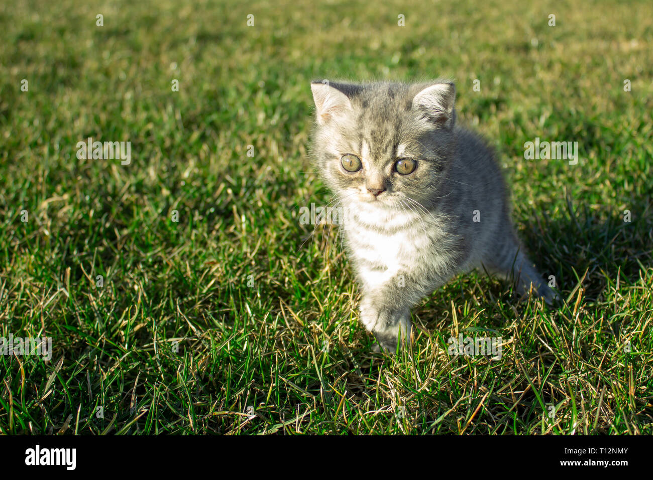 Little british kitten looking in green grass Stock Photo - Alamy